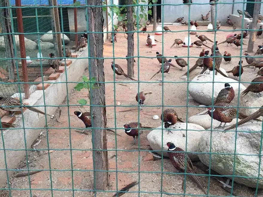 养殖护栏网